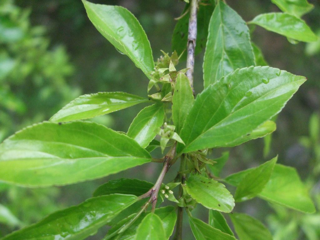 Rhamnus pilushanensis