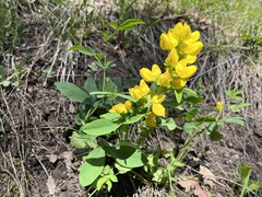 Thermopsis