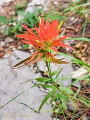Castilleja wootonii