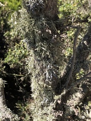 Ramalina farinacea