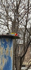 Platycercus eximius