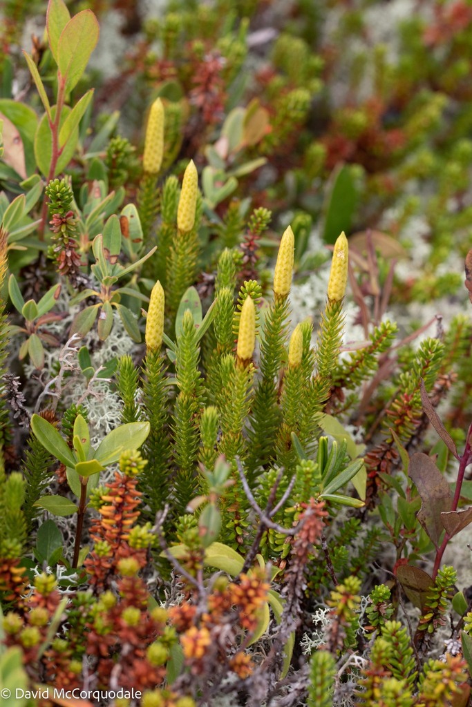Northern Clubmoss