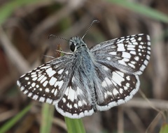 Burnsius communis