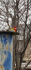 Platycercus eximius