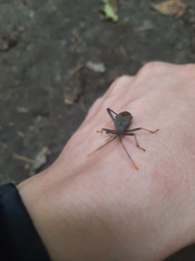 Acanthocephala terminalis