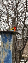 Platycercus eximius