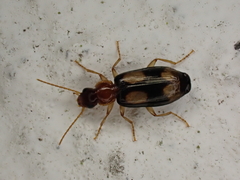 Dromius quadrimaculatus