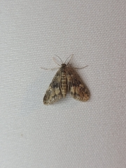 Elophila obliteralis