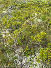 Trichophorum cespitosum