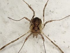 Oligolophus hanseni