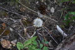 Arnica cordifolia