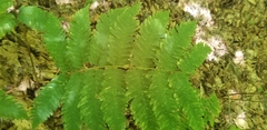 Dryopteris goldieana