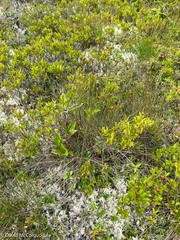 Trichophorum cespitosum