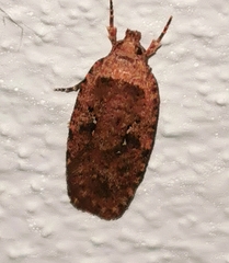 Agonopterix heracliana