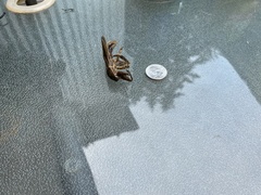 Lethocerus americanus