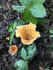 Turbinellus floccosus