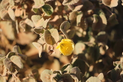 Abutilon leucopetalum