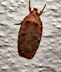 Agonopterix heracliana