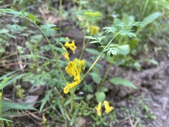 Corydalis