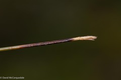 Trichophorum cespitosum