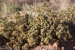 Abutilon leucopetalum