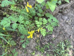Corydalis