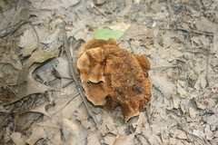 Coltricia cinnamomea