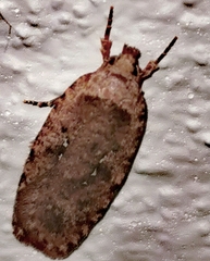 Agonopterix heracliana