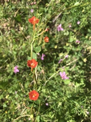 Ipomoea cristulata