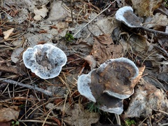 Phellodon niger