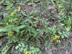 Corydalis