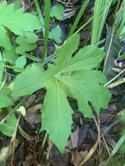 Nabalus trifoliolatus