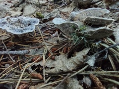 Phellodon niger
