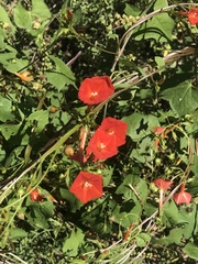 Ipomoea cristulata