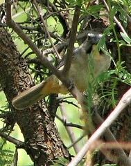 Saltator coerulescens