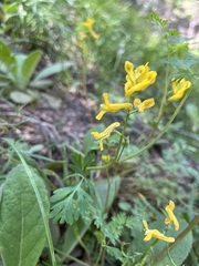 Corydalis