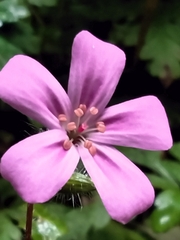 Geranium yeoi