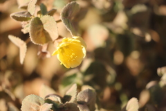 Abutilon leucopetalum