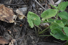 Arnica cordifolia