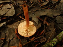 Lactarius