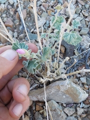 Sphaeralcea ambigua rosacea