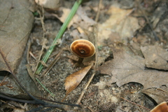 Coltricia cinnamomea