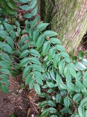 Berberis nervosa