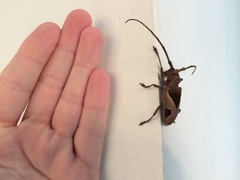 Paraleprodera cordifera