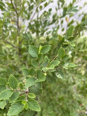 Ulmus pumila