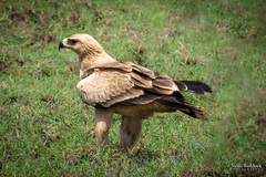 Aquila rapax
