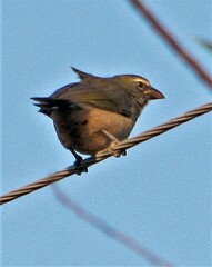 Saltator coerulescens