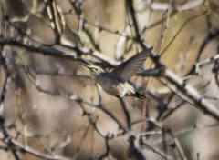 Oreotrochilus leucopleurus