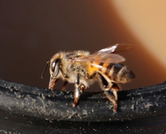 Apis mellifera scutellata