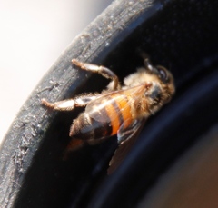Apis mellifera scutellata